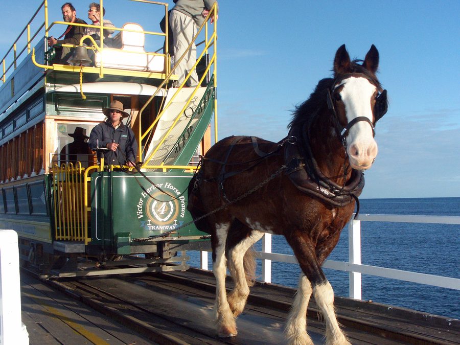 Tram trainato da cavalli sul causeway presso Victor Harbor