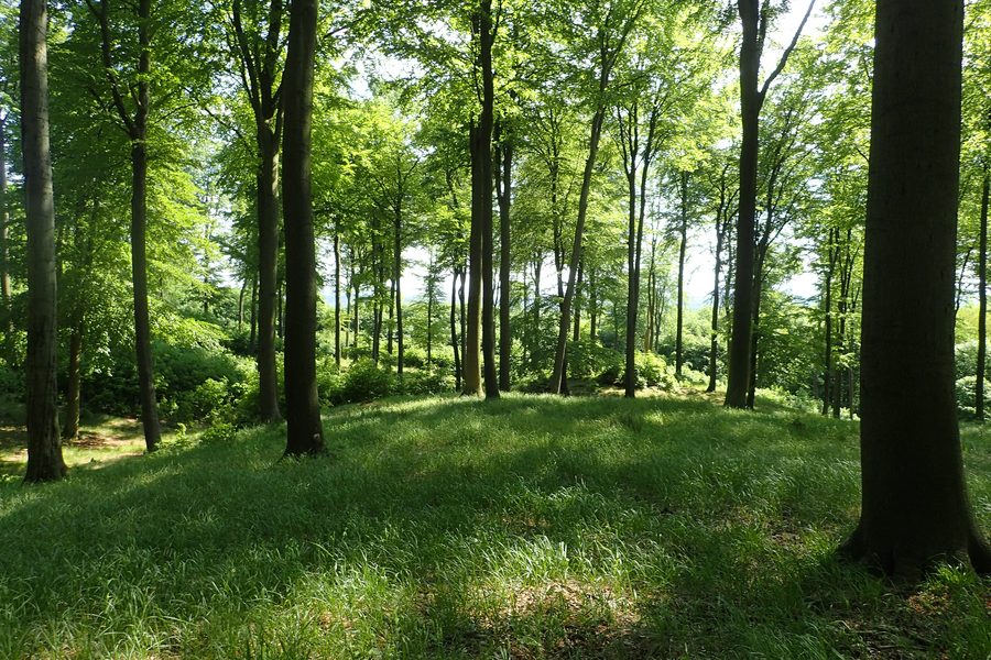 Foresta di faggi nel Parco paesaggistico di Szczecin Puszcza Bukowa vicino a Szczecin, nord-ovest della Polonia