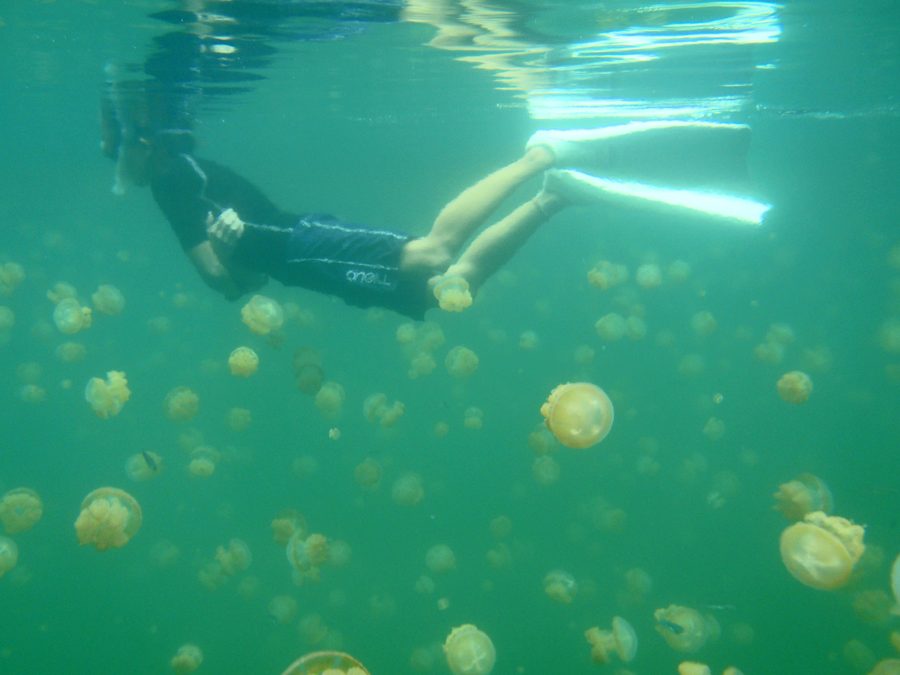 Snorkeling con le meduse nel Jellyfish Lake a Palau