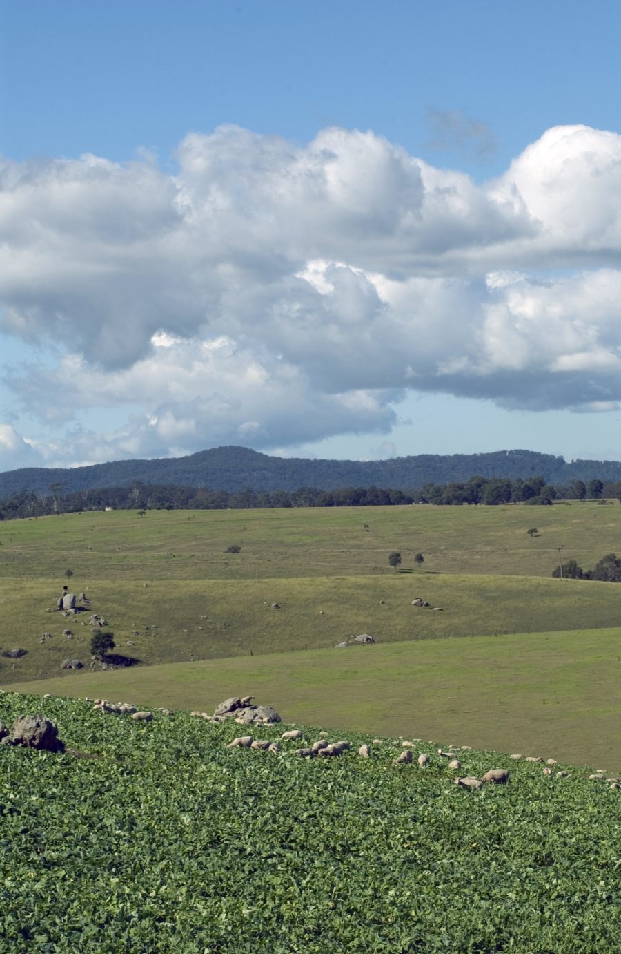 Le pecore pascolano in un campo nella Bega Valley, nel New South Wales.