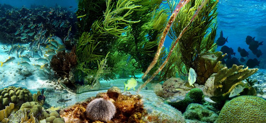 Pesci sopra una barriera corallina poco profonda davanti a Klein Bonaire