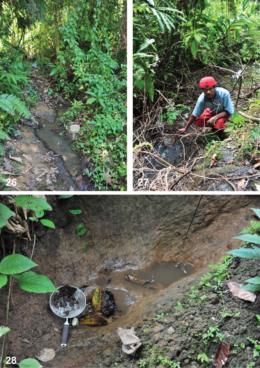 Habitat tropicale nelle Isole Salomone