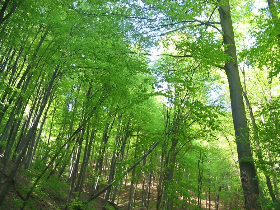 Paesaggio boscoso presso Óbánya nei monti Mecsek