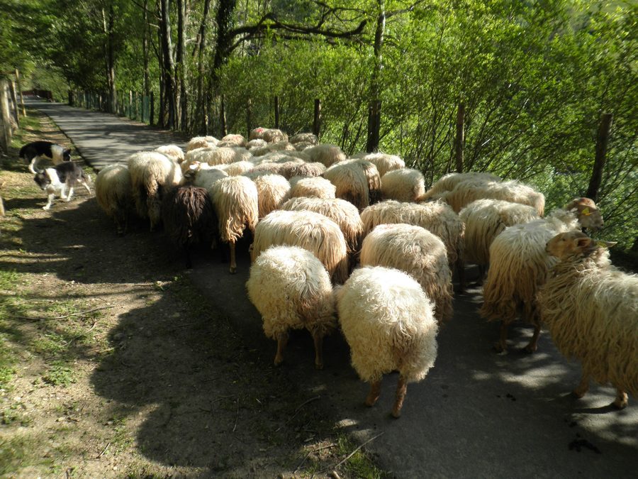 Pecore nella verde valle del Leitzaran presso Andoain nei Paesi Baschi
