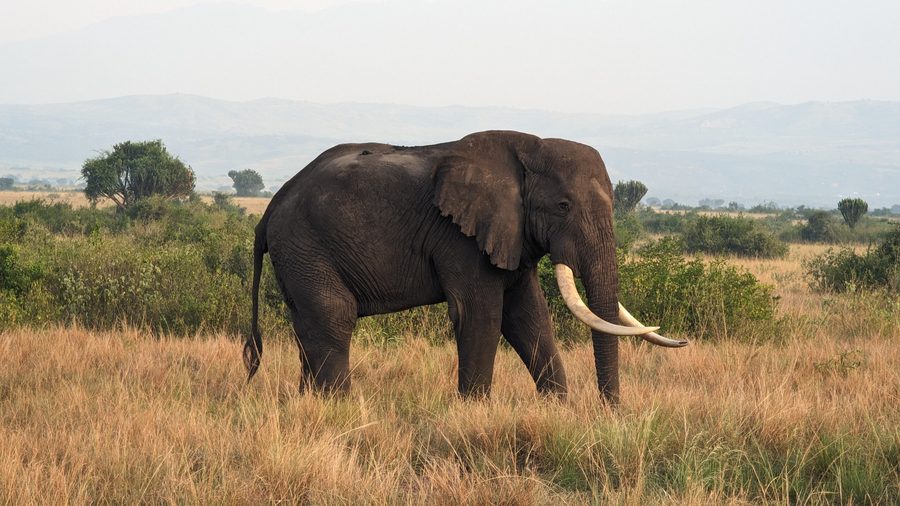 Elefante nel Queen Elizabeth National Park in Uganda