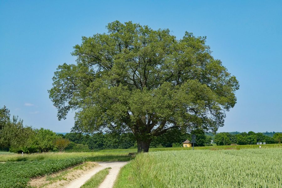 Monumento naturale tiglio lungo la strada in direzione Reudern presso Oberboihingen