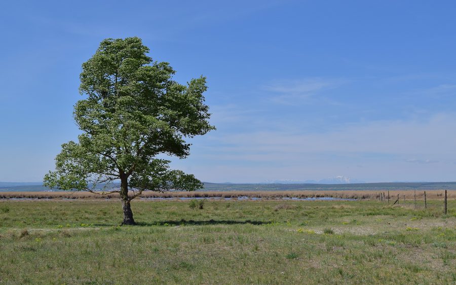 Lago di Neusiedl nel Seewinkel