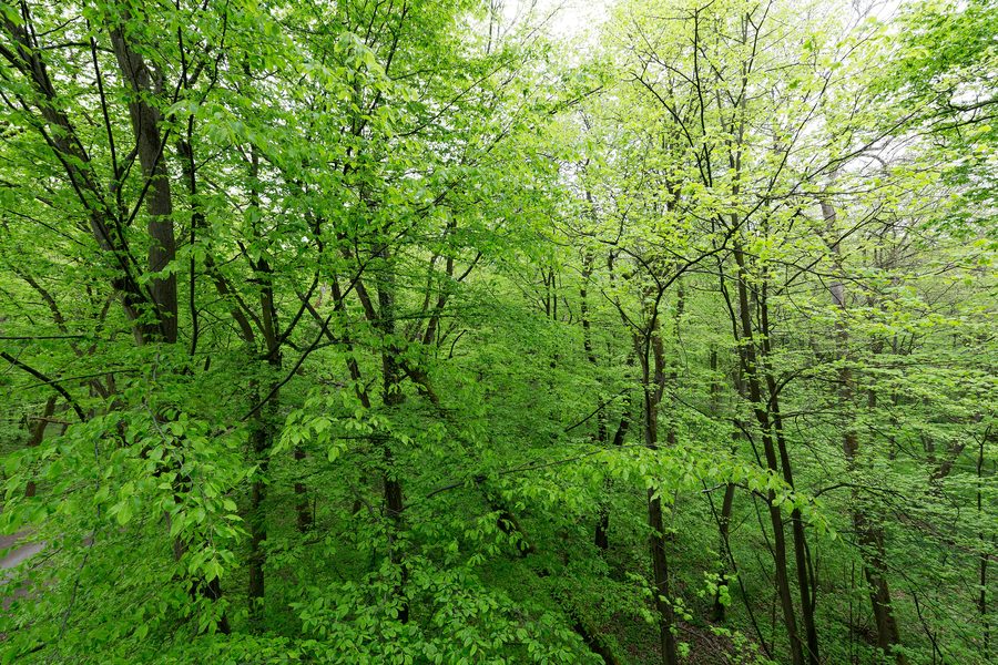 Vista dal sentiero tra le chiome degli alberi nel Parco Nazionale Hainich presso Schönstedt