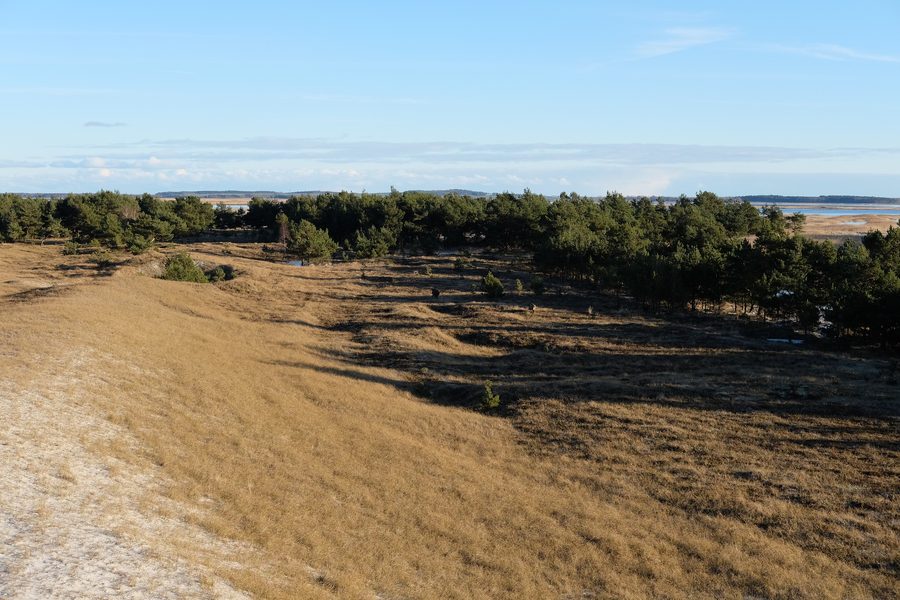 Paesaggio dunare nel Parco Nazionale del Vorpommersche Boddenlandschaft con pini e la costa del Mar Baltico sullo sfondo