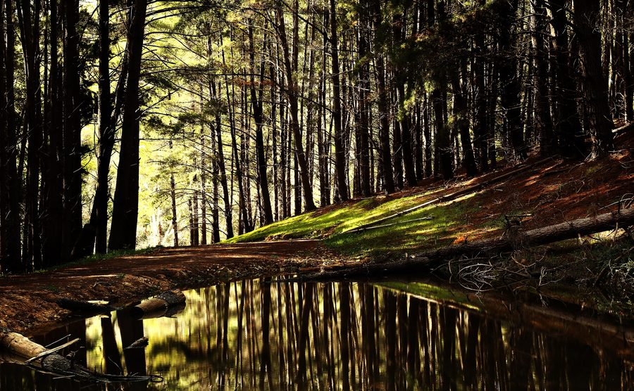 Paesaggio forestale nel Kuitpo Forest in South Australia
