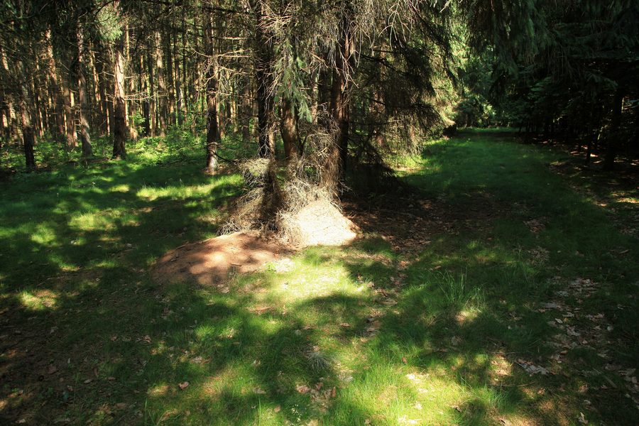 Margarethenwallweg a Ellingstedt