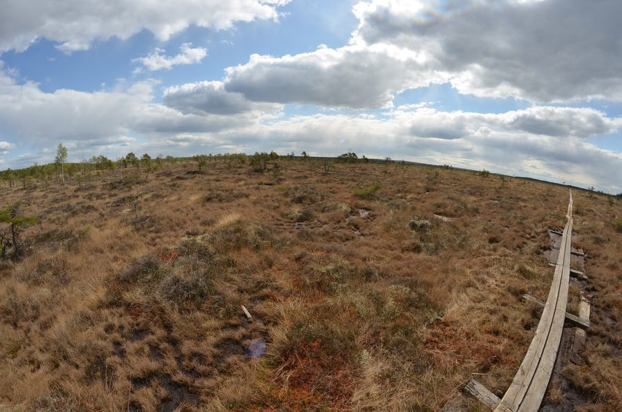 Vista panoramica sul paesaggio palustre nel Parco nazionale Store Mosse nello Småland