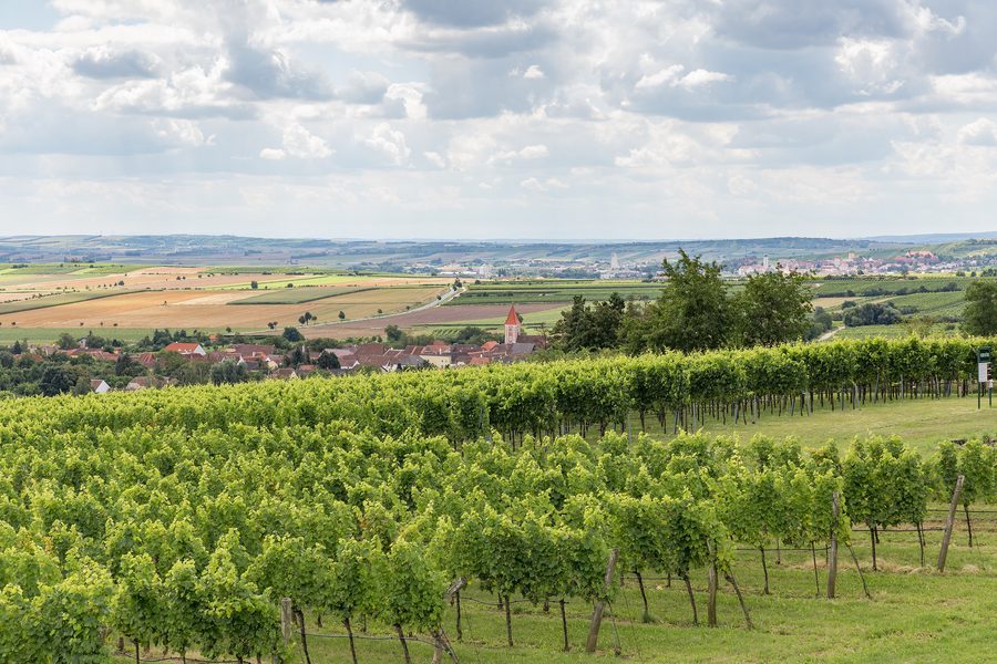 Vista attraverso vigneti e paesaggi collinari nei pressi di Oberretzbach e Retz nel Weinviertel