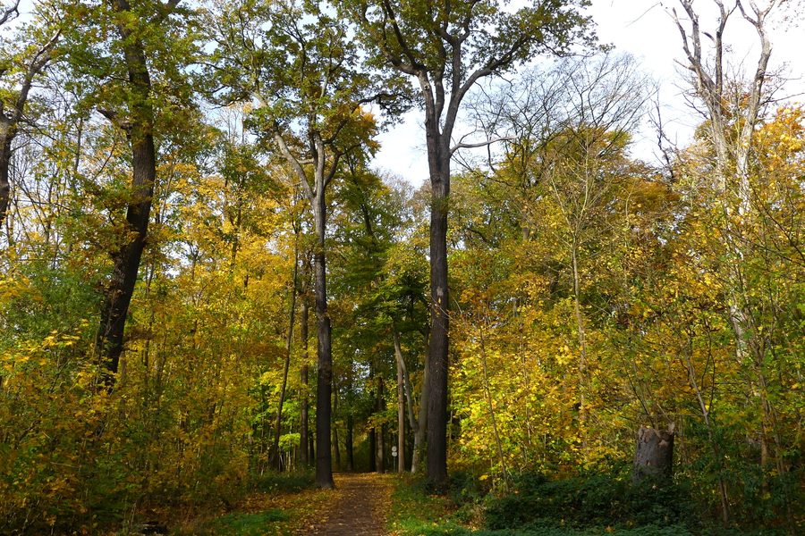 Autunno nel bosco cittadino Eilenriede a Hannover, Bassa Sassonia