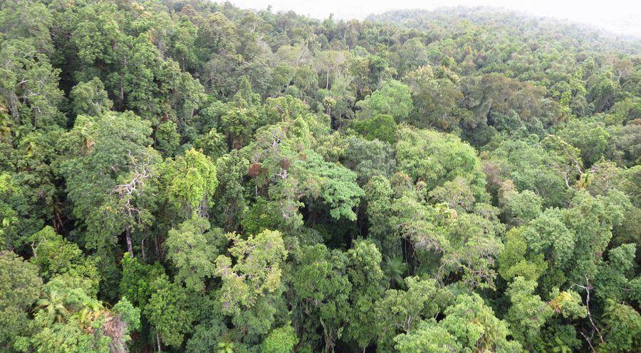 Rigogliosa foresta pluviale del Daintree nel nord tropicale del Queensland.