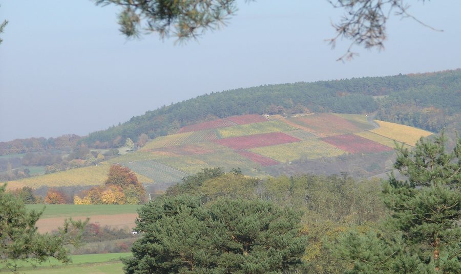 Vigneto sull’Eußenheimer First in ottobre