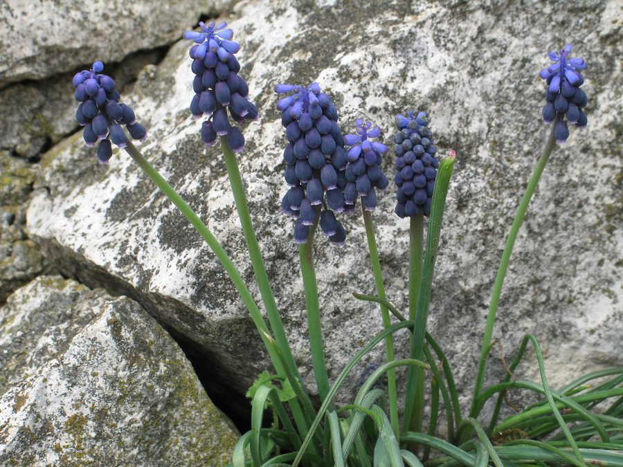 Vigneto sopra Neuffen