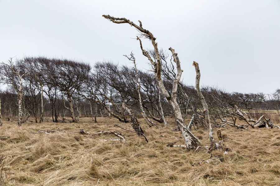 Paesaggio dunoso nel Parco nazionale del Mare dei Wadden della Bassa Sassonia a Norderney