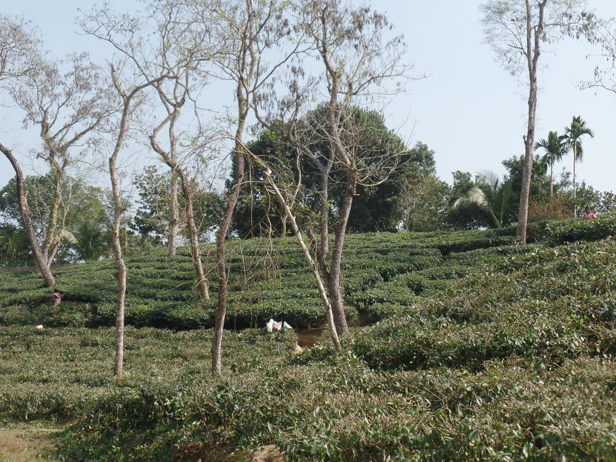 Piantagioni di tè a Srimangal