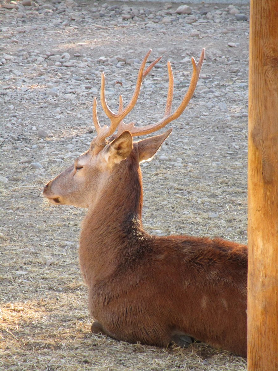Cervo maschio nel parco Sendaviva presso Arguedas