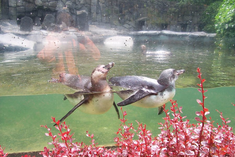 Zoo di Liberec con pinguini di Humboldt