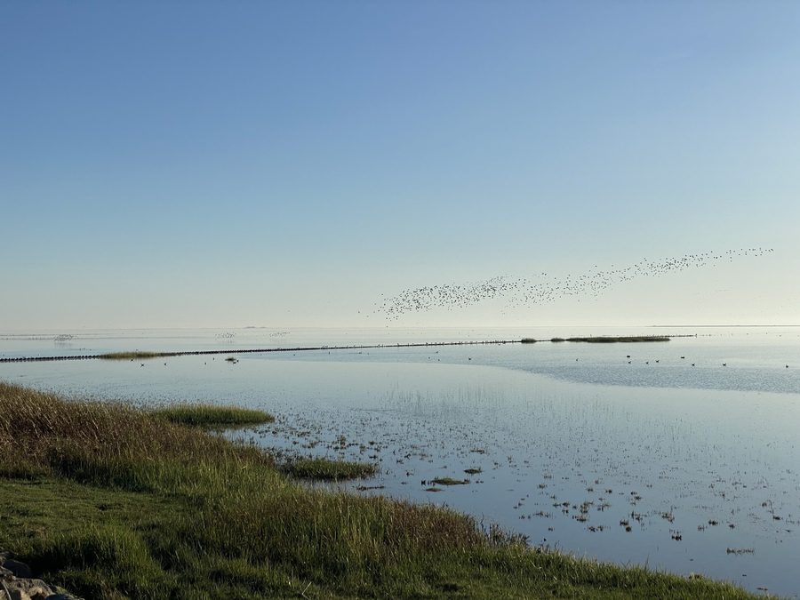 Paesaggio costiero a sud di Dagebüll nello Schleswig-Holstein
