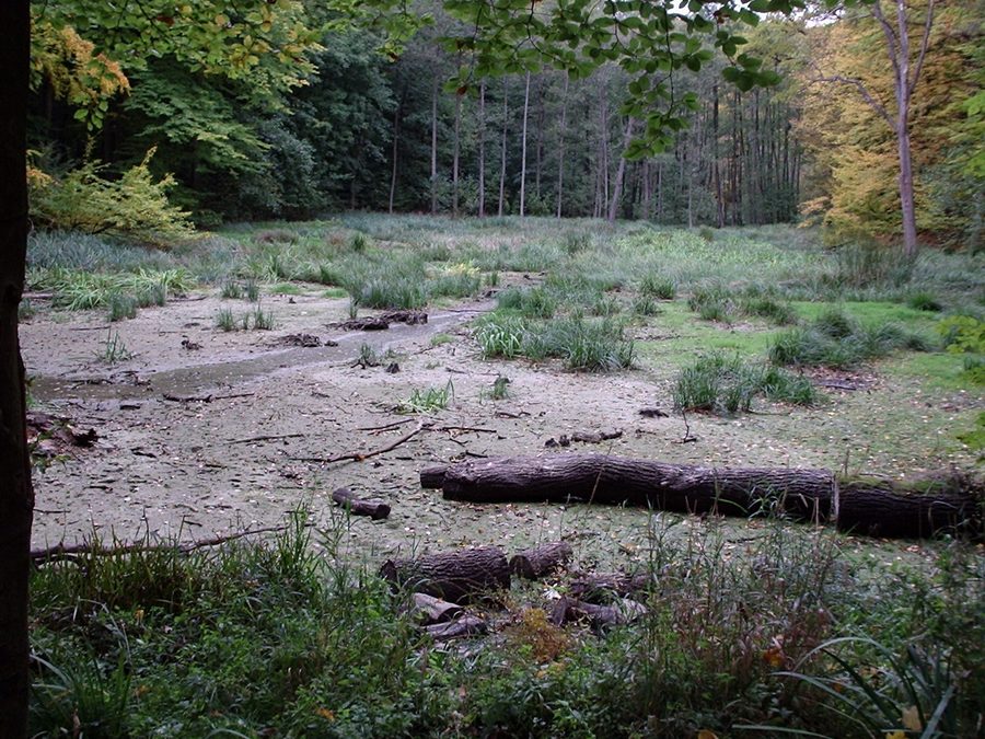 Stagno Hünenteich interrato presso Flarchheim nel Parco nazionale Hainich