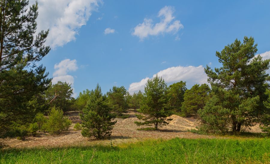 Dune con pini silvestri nella riserva naturale Friedrichshof presso Friedrichshof a Rietzneuendorf-Staakow