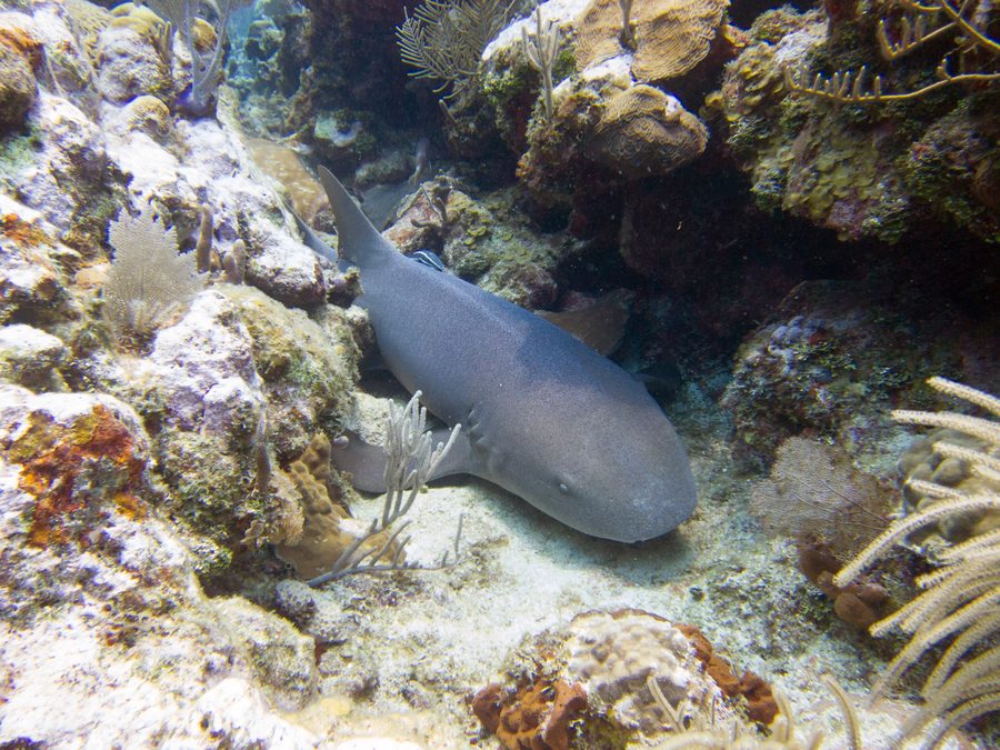 Squalo nutrice nel mare davanti a Utila, Honduras