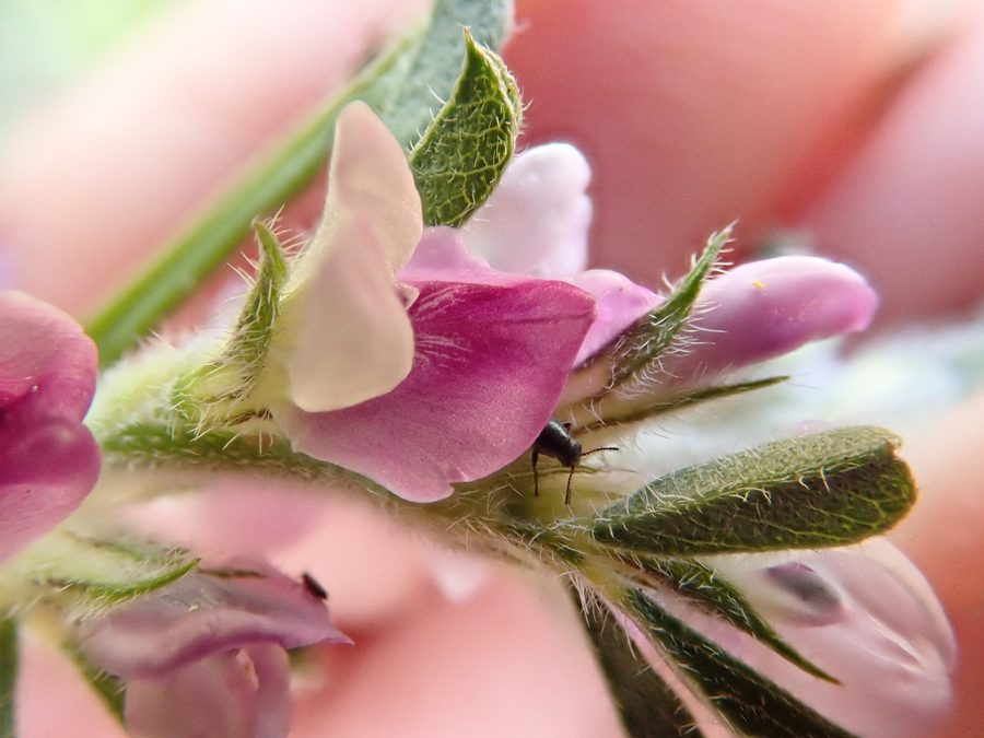 Pianta di Otholobium virgatum in fiore nella riserva di fiori selvatici Tienie Versfeld vicino a Yzerfontein