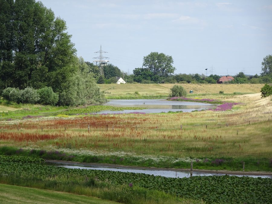 Riserva naturale Altrhein Reeser Eyland presso Rees