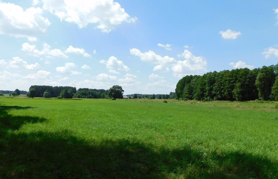 Paesaggio pianeggiante con campo e bosco presso Jedlina e Łukówiec nel Powiat di Miński