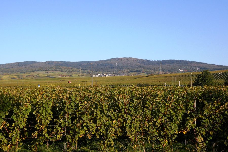 Vista su Hallgarten e sui vigneti con la Hallgarter Zange sullo sfondo