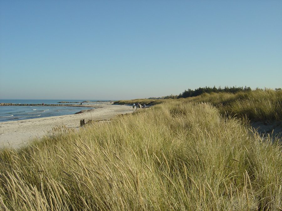 Spiaggia a Heidkate con cavalli sulla spiaggia del Mar Baltico