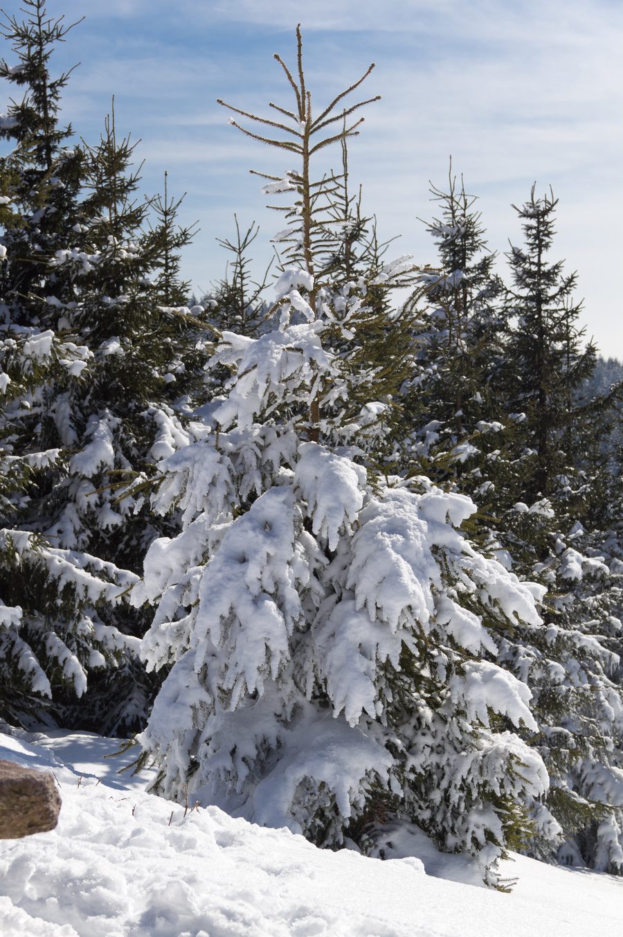 Alberi innevati nel bosco vicino a Oberhof nella Selva di Turingia