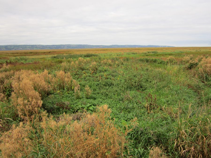 Le paludi del Dee a Parkgate, Cheshire