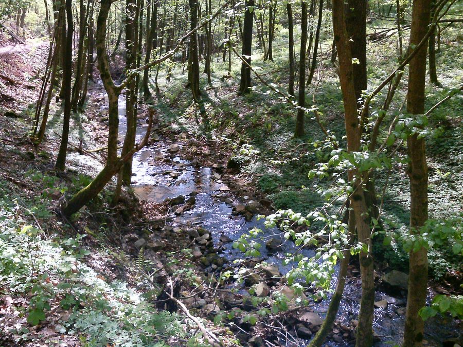 Valle laterale sopra Bammental nel Baden-Württemberg