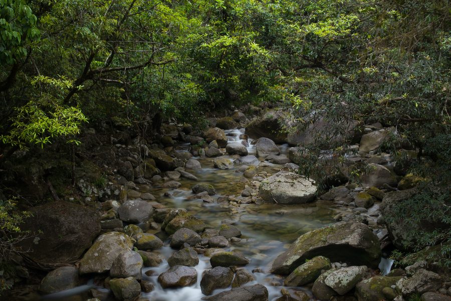 Mossman Gorge nella foresta pluviale tropicale del Far North Queensland