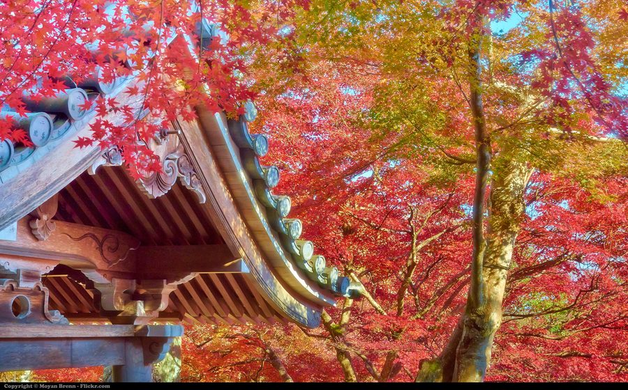 Tetto del tempio ad Arashiyama, Kyoto