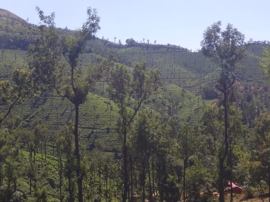 Kelaguru Tea Estate nella zona di Chikmagalur