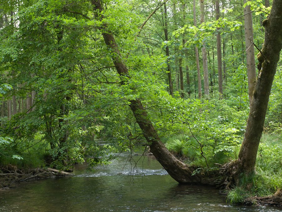 Piccolo fiume nella valle del Hafenlohr presso Windheim in Bassa Franconia