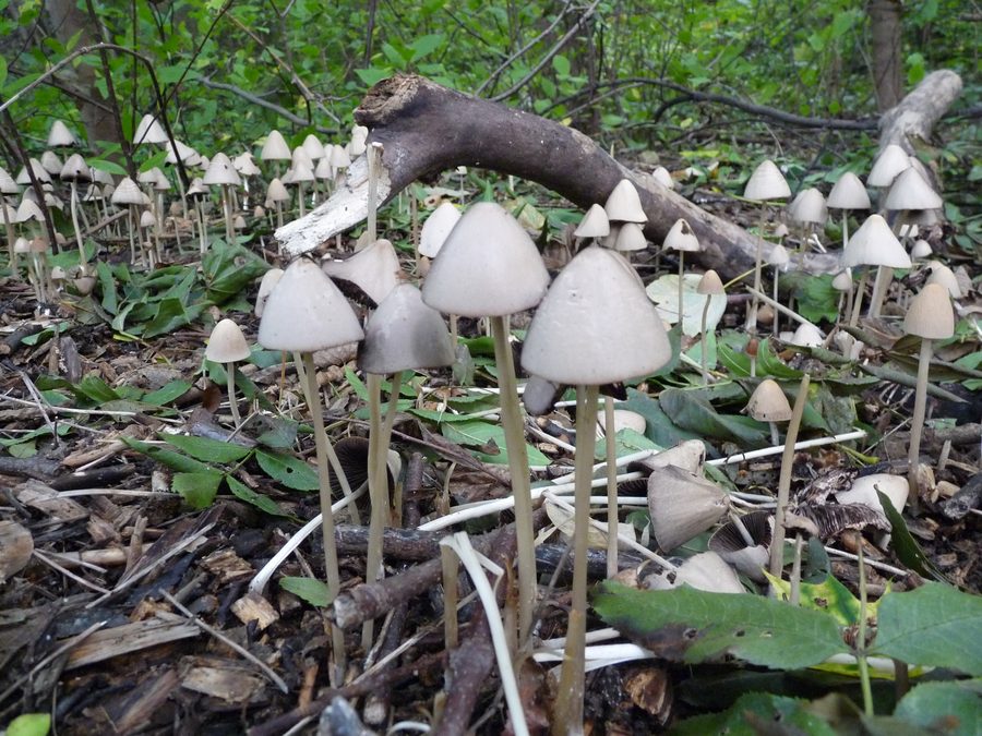 Funghi sul Rennsteig tra Piesau e Neuhaus am Rennweg nel Parco naturale della Selva di Turingia