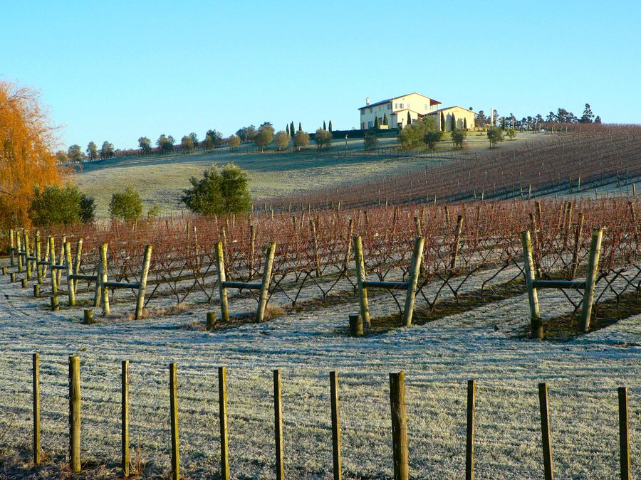 Vigneti su sistema di allevamento a V a Kumeu presso Auckland