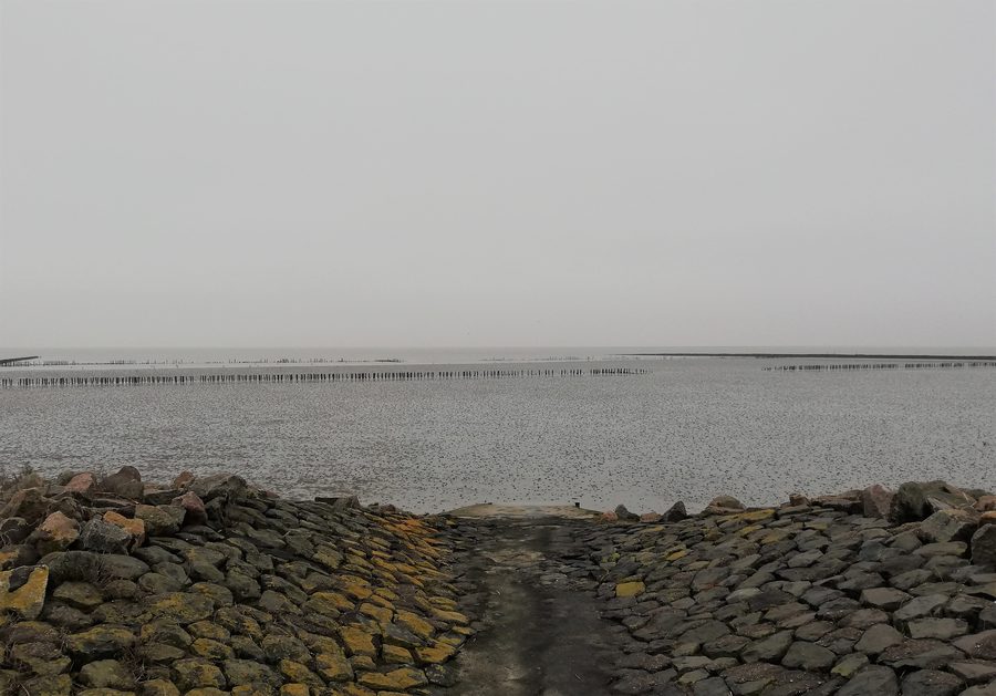 Mar delle Wadden sulla costa del Mare del Nord presso Westerdeichstrich nel circondario del Dithmarschen