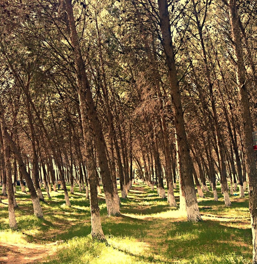 Paesaggio forestale presso Tessala nella provincia di Sidi Bel Abbès