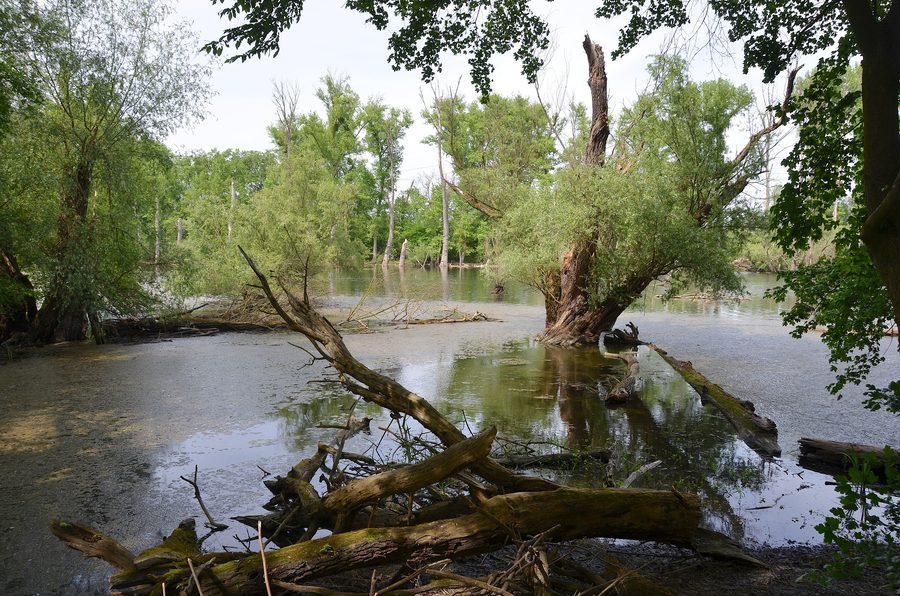 Paesaggio dell’Altrhein nella riserva naturale Kleiner Bodensee presso Philippsburg