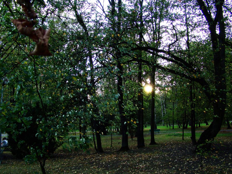 Parte dell’antico parco del castello a Dąbrowa Tarnowska