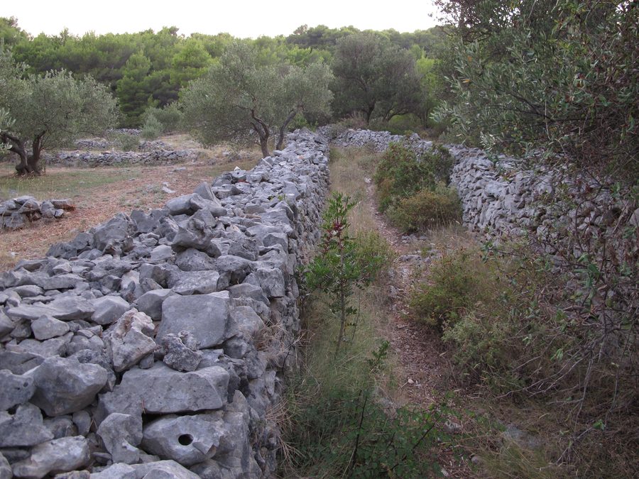 Muri in pietra nel paesaggio dell'isola di Brač