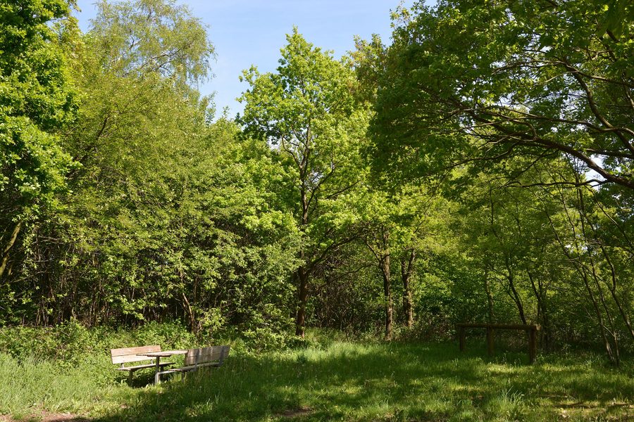 Area naturalistica Mühlenau/Mildstedter Tannen a Mildstedt