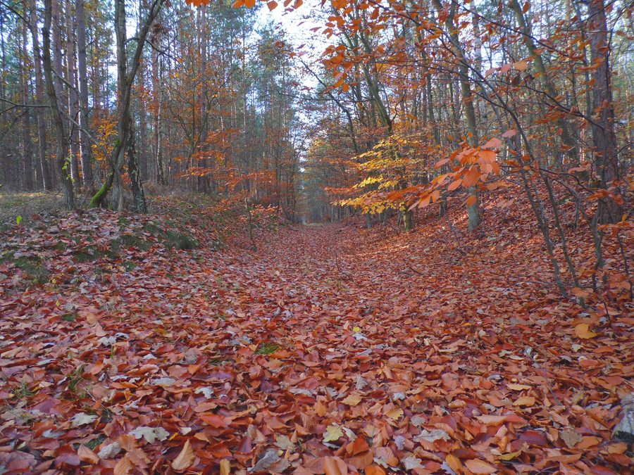 Veduta di Dywan in Polonia